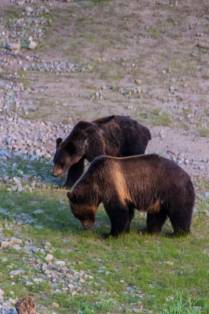 Ursa Grizzly e seu filho se alimentam ao lado de rio na região de Many Glacier, no Glacier Nacional Park, em Montana, nos Estados Unidos